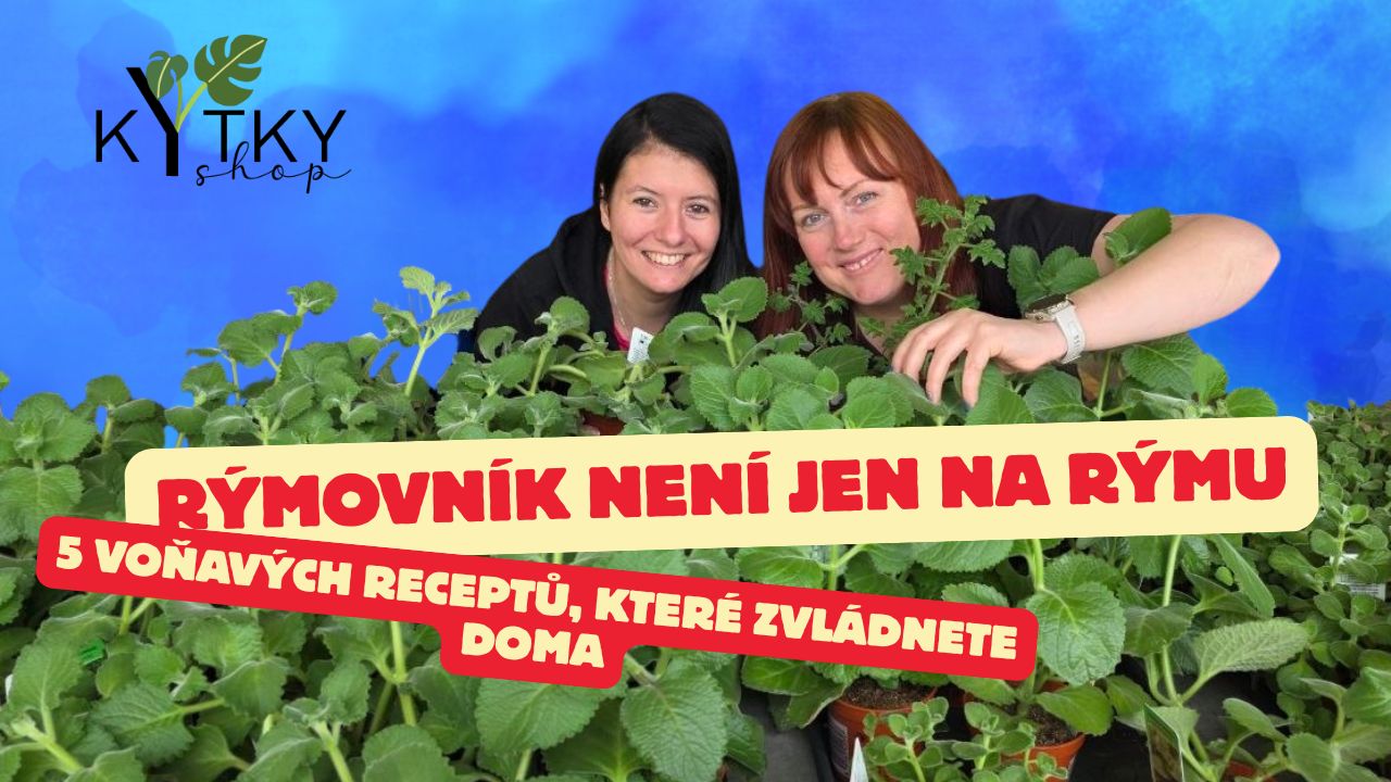 Rýmovník a migrénovník: pěstování, péče a 5 domácích receptů